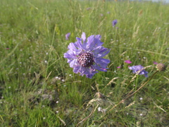 Scabiosa comosa