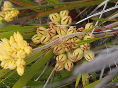 Conostylis aculeata