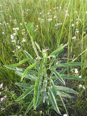 Thermopsis lanceolata