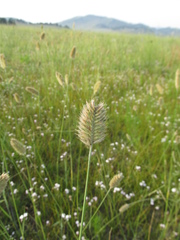 Agropyron