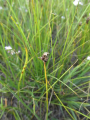 Carex duriuscula