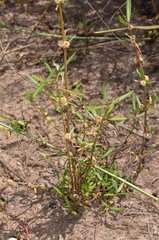 Alternanthera denticulata