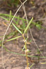 Alternanthera denticulata