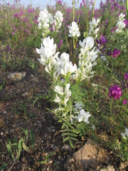 Astragalus davuricus