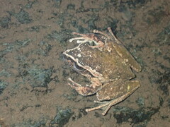 Litoria latopalmata