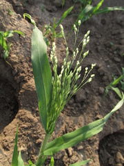 Panicum miliaceum ruderale