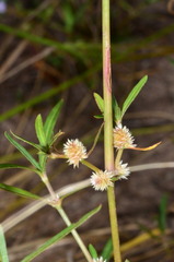 Alternanthera denticulata
