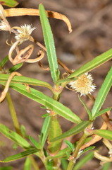 Alternanthera denticulata