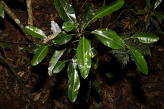Sarcomelicope simplicifolia