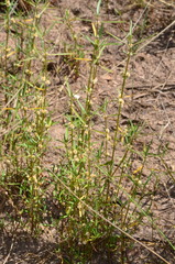 Alternanthera denticulata