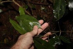 Sarcomelicope simplicifolia