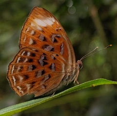 Taxila haquinus