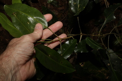 Sarcomelicope simplicifolia