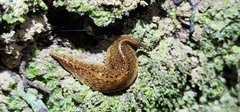 Newzealandia