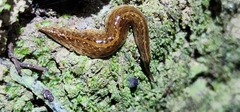 Newzealandia