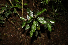 Sarcomelicope simplicifolia