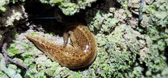 Newzealandia
