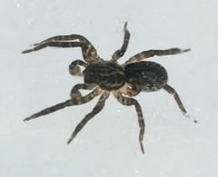Zoicinae