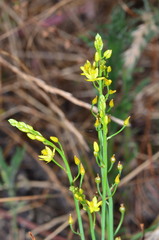 Bulbine semibarbata