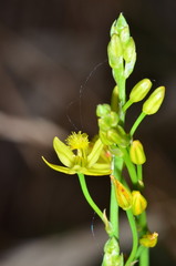 Bulbine semibarbata