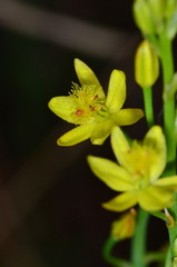 Bulbine semibarbata