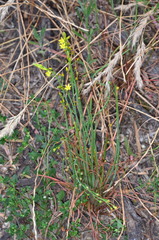 Bulbine semibarbata