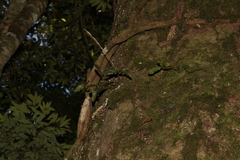 Dendrobium tetragonum