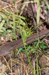 Carex inversa