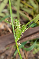 Carex inversa