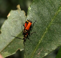 Chauliognathus atricornis