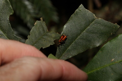 Chauliognathus atricornis