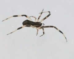Episinus angulatus