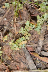 Chenopodium desertorum microphyllum