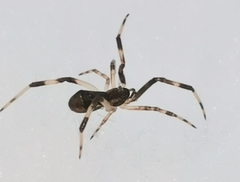 Episinus angulatus