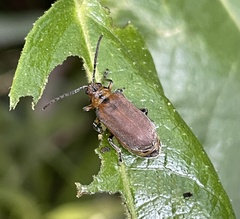 Poneridia semipullata
