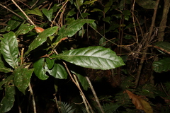 Sloanea australis