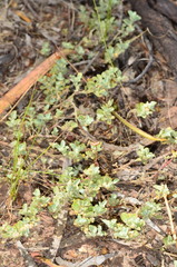Chenopodium desertorum microphyllum