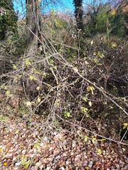 Prunus spinosa