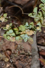 Chenopodium desertorum microphyllum