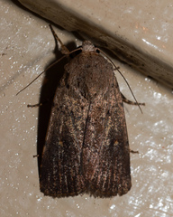 Proteuxoa hypochalchis