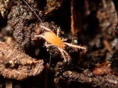 Rhagidiidae