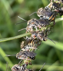 Lipotriches australica