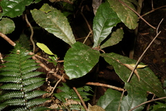 Sloanea australis