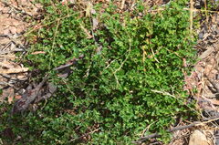 Chenopodium robertianum