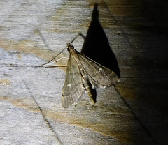 Dolicharthria punctalis