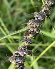 Lipotriches australica