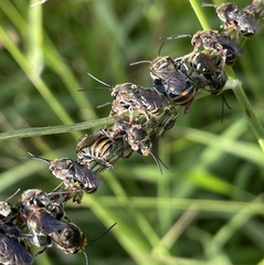 Lipotriches australica