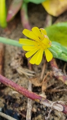 Launaea sarmentosa