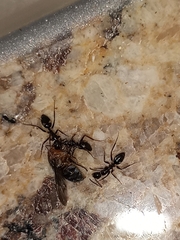 Camponotus sexguttatus