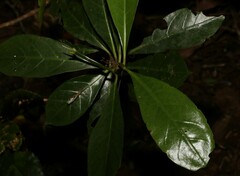 Atractocarpus benthamianus
